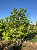 Acer circinatum – Vine Maple