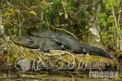 American Aligator pair Tekiela 1E1D3485