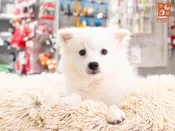 American Eskimo