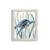 blue kelp turtle 01