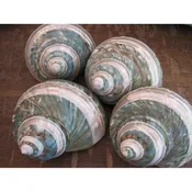 Beach Decor Green Banded Snail Shell — Candy's Cottage