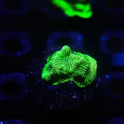 Green Hulk Lepto
