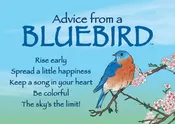 Advice from a Bluebird Jumbo Magnet