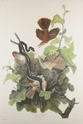 Plate 116-Ferruginous Thrush — Taylor Clark Gallery