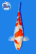 16” Ginrin Kohaku