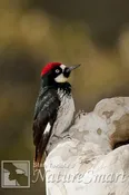 Acorn Woodpecker adult Tekiela RJ1V4117