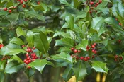 American Holly