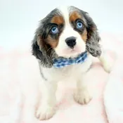 Cavalier King Charles Spaniel (M)- 31349