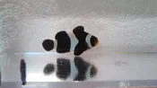 Clownfish Black Ocellaris