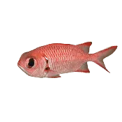 Big-Eye Squirrel Fish