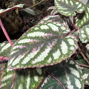 Cissus discolor (3-Pack)