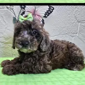 Poodle Mini – 948