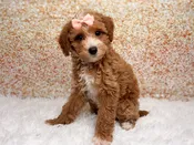 Addie