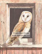 Barn Owl