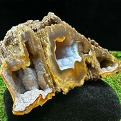 Agatized Fossilized Coral (#1318)