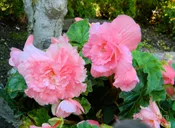 Begonia - Pink - Ruffled