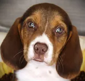 Beagle (M) 24906