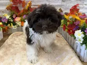 Havanese – 9803