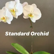 Orchid Plant