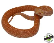 Albino Bullsnake Baby