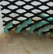 25 Count Worm Cup BULK