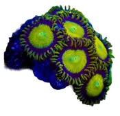WYSIWYG King Midas Zoanthid