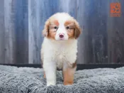 Mini Australian Shepherd