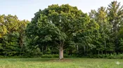 Chinkapin Oak