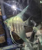 Philippine Blue Zebra Angelfish