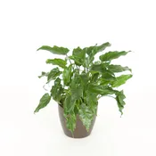 06in Philodendron Xanadu Green