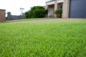 TifTuf Bermuda Sod