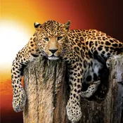 10 Mil Gloss Adhesive Photo Paper 36 x 100 (3 inch core)
