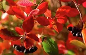 Chokeberry, Autumn Black Magic