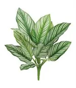 CALATHEA 'WHITESTAR' PLANT,SM., 11", 14 LVS, NATURAL TOUCH