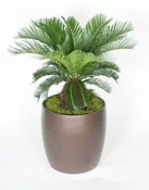 14in Sago Palm FL Grown 3’+