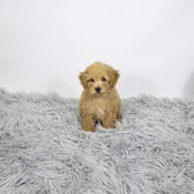 Bichonpoo