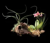 Living Log Small