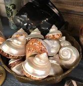 Beach Decor Brown and Green Turbo Petholatus Shells (3 PC) — Candy's Cottage