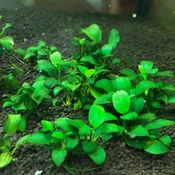 Anubias ‘mini’<BR>CURRENTLY UNAVAILABLE