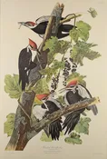 Plate 111-Pileated Woodpecker — Taylor Clark Gallery