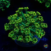 Fission Bomb Goniopora