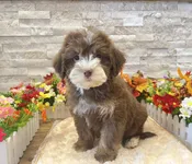 Bernedoodle Mini 2nd Gen – 4805