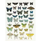Butterflies Dusk by Dolan Geiman — Saddletree Gallery & Framing
