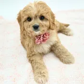 Cavachon (F)- 31352
