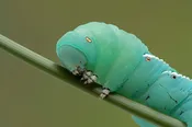 Hornworms 12/25 Count