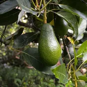 Fuerte Avocado Tree For Sale