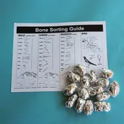 Classpack, 15 Small Owl Pellets with Bone Sorting Sheet — Mountain Home Biological