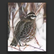 Best Bobwhite Quail Art Print For Sale | Clint Eagar Design