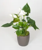 06in Anthurium White