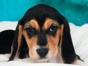 Beagle – 49583